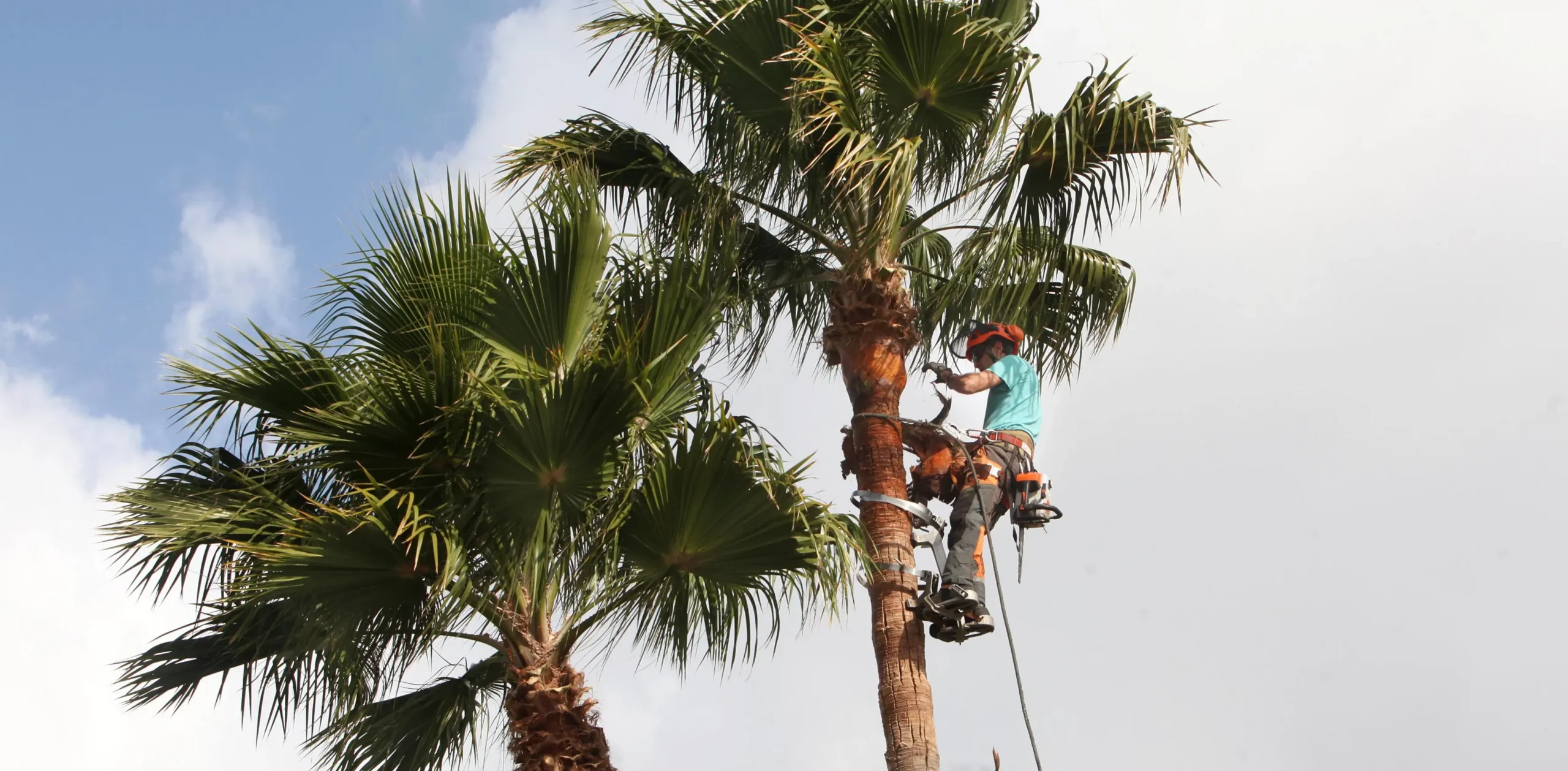 poda de palmera canaria.jpg scaled