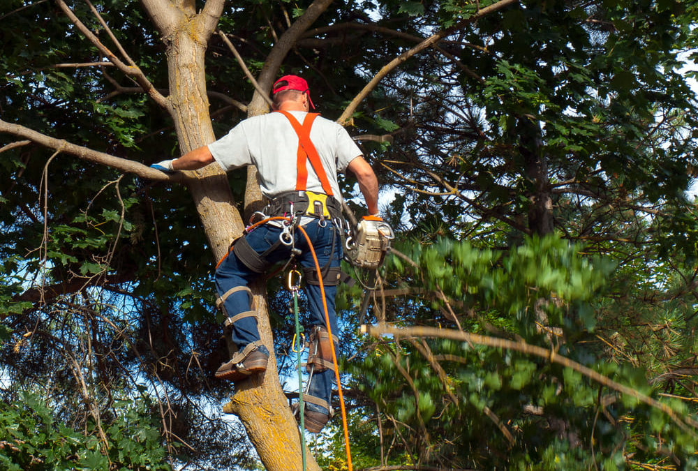 podar arbol 1000x675